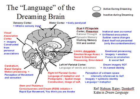 Understanding the Role of the Brain in Dream Formation