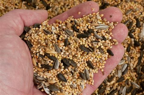 Understanding the Significance of Bird Seed Quality