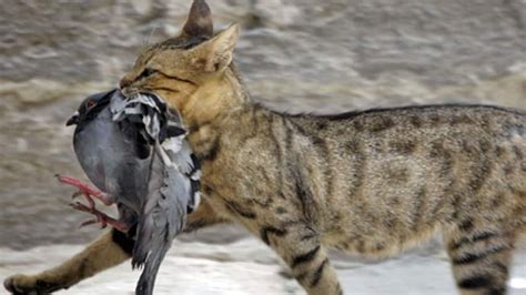 Understanding the Significance of a Feline Hunting an Avian Creature