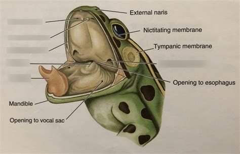 Understanding the Symbolic Significance of a Frog Emergence from the Oral Cavity