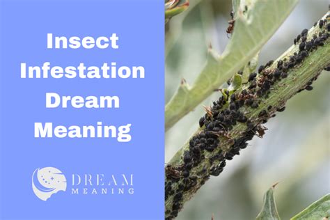 Understanding the Symbolism and Psychological Significance of Insect Infestation in Dreams