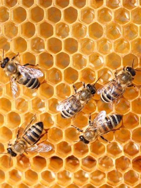 Understanding the Symbolism of Bees Struggling in Water