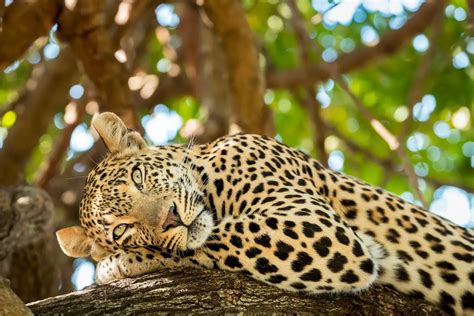 Understanding the Symbolism of Leopards in Dreams