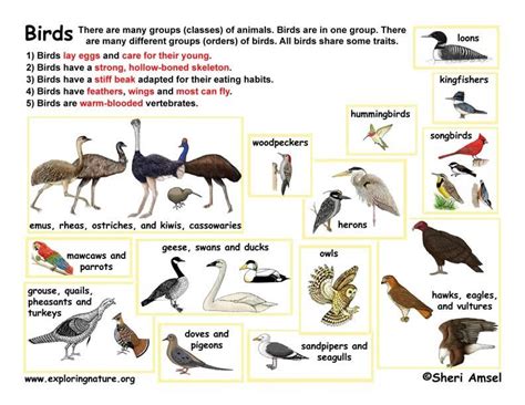 Understanding the Varied Species of Avian Creatures