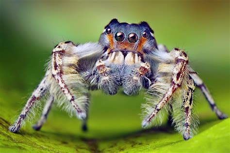 Unique Characteristics: Examining the Intriguing Traits of Arachnids