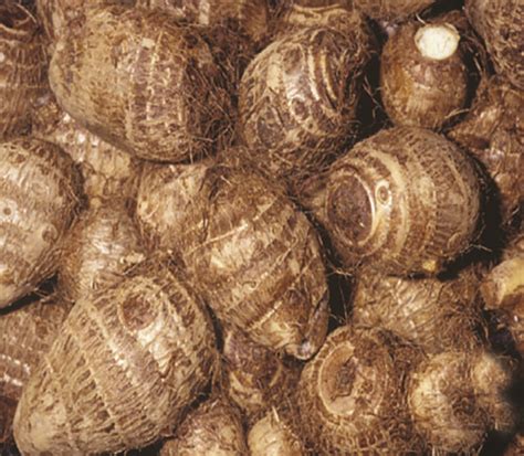 Unleashing the Economic Potential of Cultivating Cocoyam