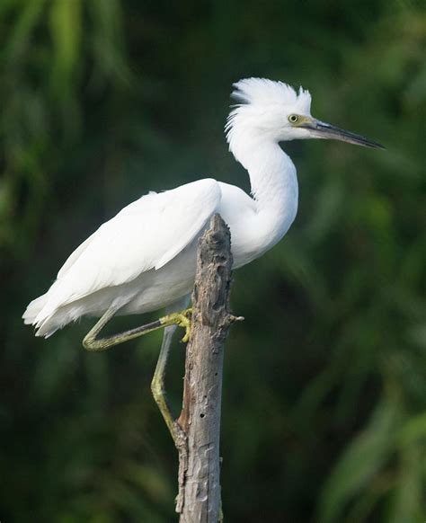 Unleashing the Enigmatic Realm of Juvenile Egrets