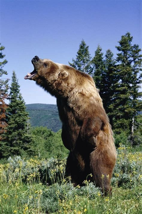 Unlocking Life's Path through Dreams of the Fearsome Grizzly