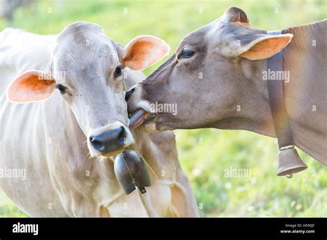 Unlocking the Enigma: Understanding the Predilection of Bovines for Licking over Grazing