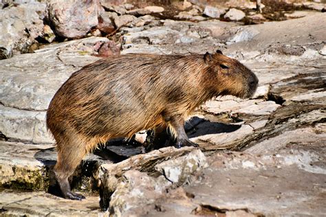 Unlocking the Enigma of the Nutria Rat