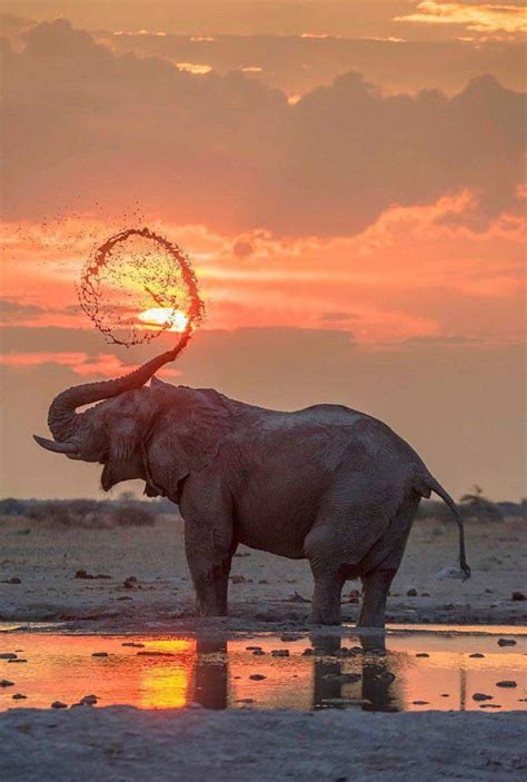 Unlocking the Hidden Messages of a Gaze from the Majestic Elephant within Dreamscapes