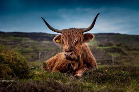 Unlocking the Mysteries of Dreams: Unveiling the Spiritual Significance of Bovines in Your Residence