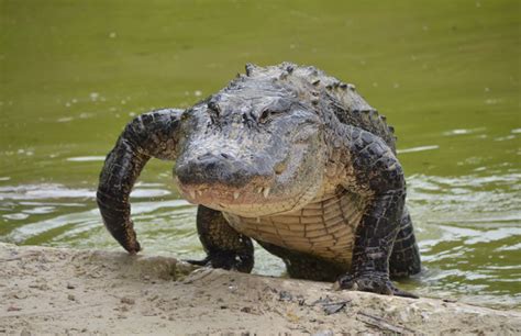 Unlocking the Psychological Significance of Witnessing Alligators Copulating in Dreams