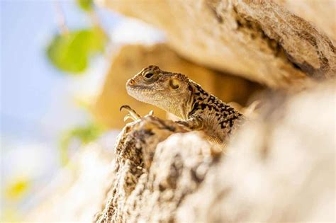 Unlocking the Secret Messages Hiding Behind the Appearance of Lizards in Your Dreams