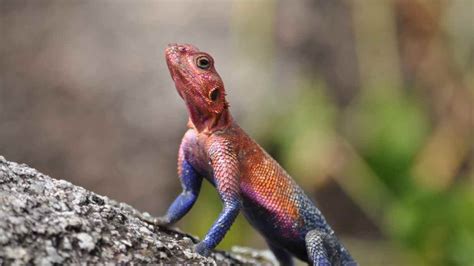 Unlocking the Secrets: How Lizards Utilize Color Change for Communication