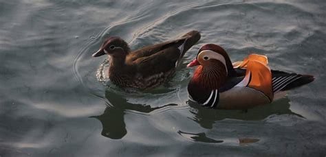 Unlocking the Secrets: Insights from Scientific Research on the Significance of Duck Dreams