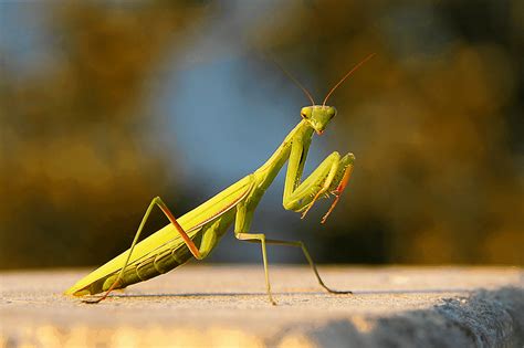 Unlocking the Subconscious: Analyzing the Hidden Meanings of Dreaming about an Emerald Praying Mantid