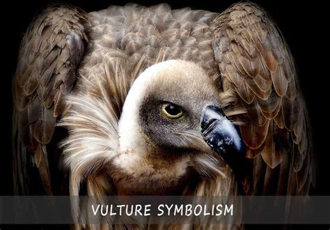 Unlocking the Symbolic Meaning of Vultures