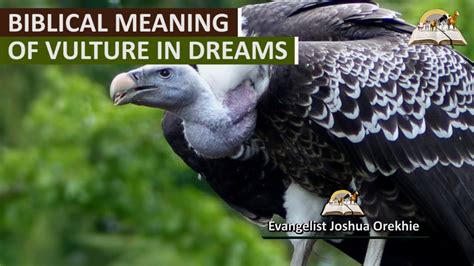Unmasking the Spiritual Significance of Eliminating Vultures in Dreams