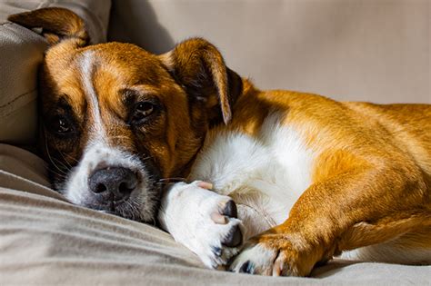 Unpacking the Emotional Impact of Canine Absence in Dreams