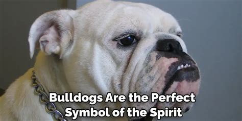 Unraveling Symbolism in the Reveries of a Departed Bulldog