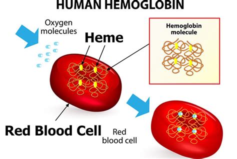 Unraveling the Biological Triggers for Visions of Hemoglobin while Nourishing