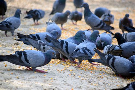 Unraveling the Connection between Pigeon Feeding and Nurturing Instincts