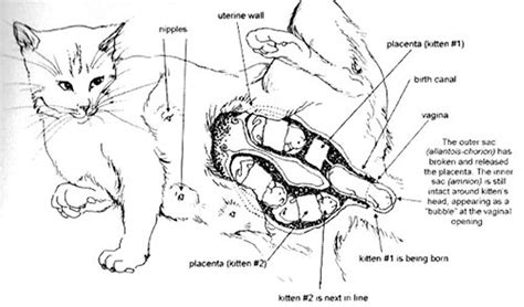 Unraveling the Depths: Unveiling Insights into Cat Birth Reveries