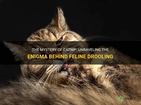 Unraveling the Enigma of Feline Reveries