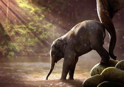 Unraveling the Hidden Messages: Decoding Enigmatic Encounters with Elephants