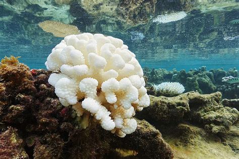 Unraveling the Intricacies of Coral Bleaching