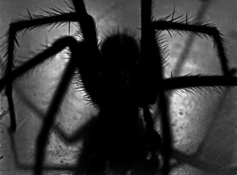 Unraveling the Intricacies of Decoding Dreams Showcasing Ebony Hirsute Arachnids