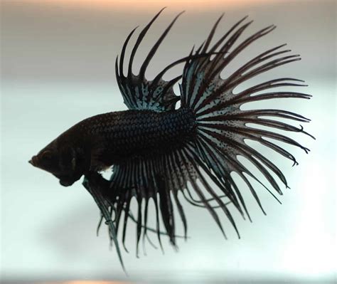 Unraveling the Intrigue and Sophistication of the Mysterious Ebony Betta Fish