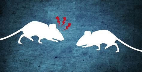 Unraveling the Meaning Behind Encounters with Rodent Aggression in One's Dreams: Insights from Psychoanalysts