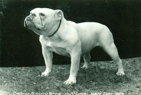 Unraveling the Meaning Behind the Fantasies of a Young Bulldog