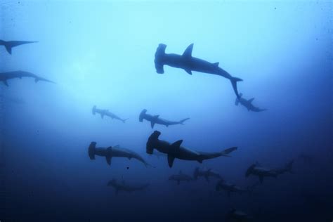 Unraveling the Migration Patterns of Azure Sharks