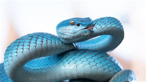 Unraveling the Mysteries behind Snake Bites: Exploring the Purpose of Dreams