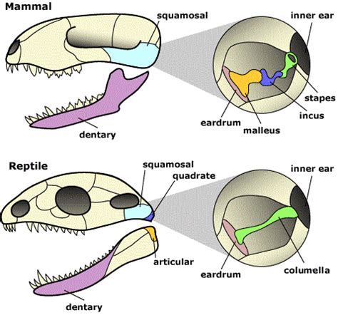 Unraveling the Mystery: Deep Symbolism of a Tiny Reptile Nestled in One's Auditory Canal