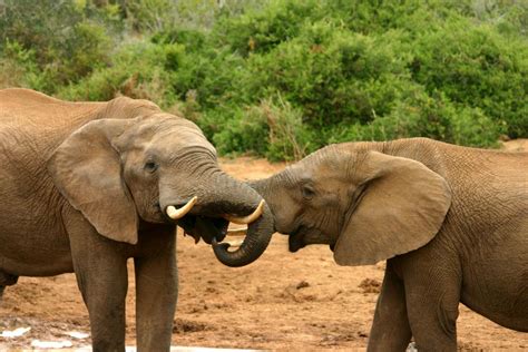 Unraveling the Profound Significance of Elephant Mating Dreams
