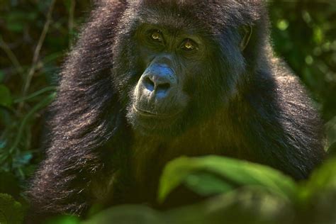 Unraveling the Psychological Impact of Gorilla Pursuit Dreams