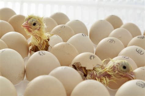 Unraveling the Psychological Significance of Dreams Involving the Hatching of Poultry Offspring