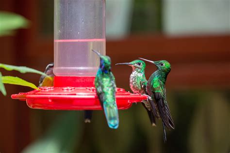 Unraveling the Serene Feeding Rituals of Hummingbirds