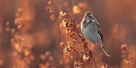 Unraveling the Significance of Avian Vocalizations in the Realm of Dreams