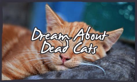Unraveling the Significance of Dreams Involving Deceased Felines