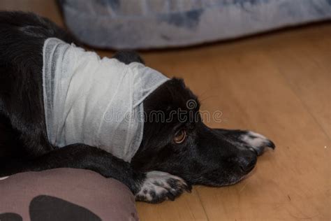 Unraveling the Significance of Encountering a Wounded Ebony Canine