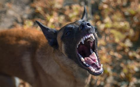 Unraveling the Symbolism Behind Aggressive Canine Behavior in Dreams