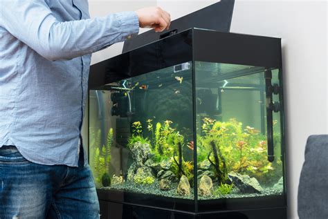 Unveiling Deep Desires: Fish Tanks as a Window into Unresolved Issues