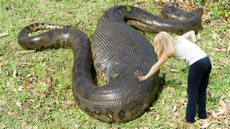 Unveiling Personal Experiences: Tales of Anaconda Pursuits