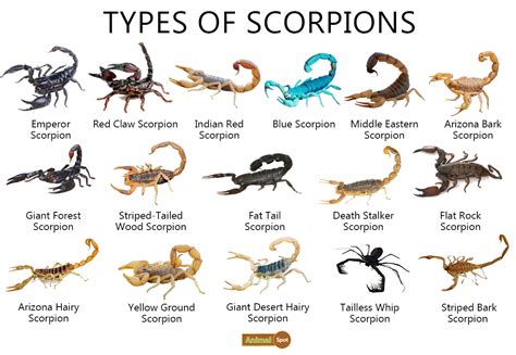 Unveiling the Dazzling Array of Scorpion Species