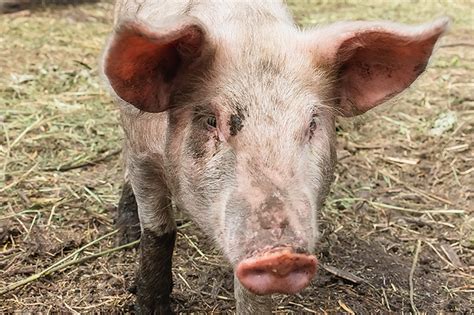 Unveiling the Deeper Significance of Dreaming of a Muddy Pig